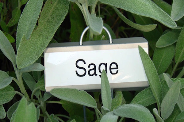Sage For Breast Cancer Gardening Therapy