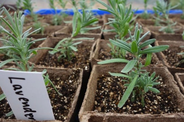 How To Grow An Indoor Lavender Potpourri Garden For Breast Cancer&nbsp;Healing